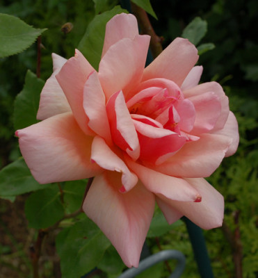 Comtesse_Vandal_Clg_0010__49244.jpg