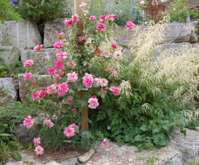 Papillon_0010__50633.jpg