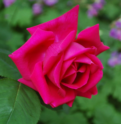 Dr._Andry_0010__50511.jpg