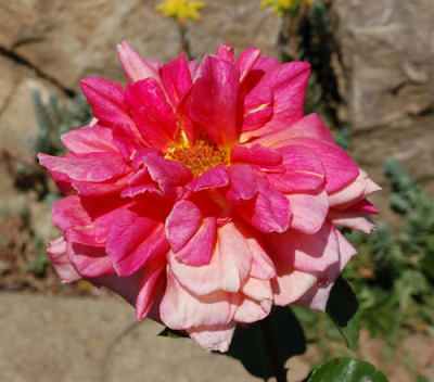 Heinrich_Wendland_0010__50449.jpg