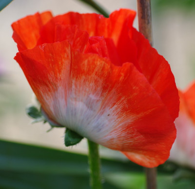 IMGP2565_Mohn_Picotee.jpg