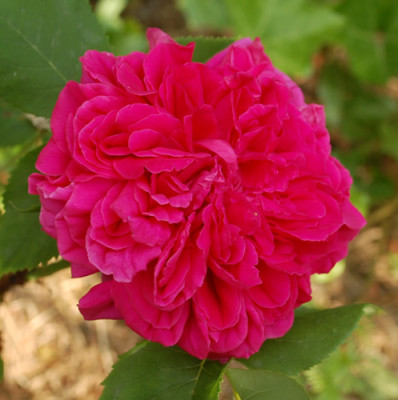 Lamotte_Sanguin_0010__50565.jpg