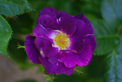 IMGP2550_Rhapsody_in_Blue.jpg