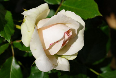 IMGP2561_PdR.jpg