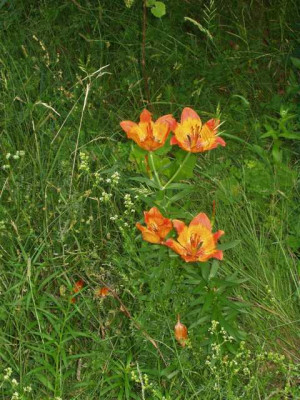 K640_P1010010.JPG