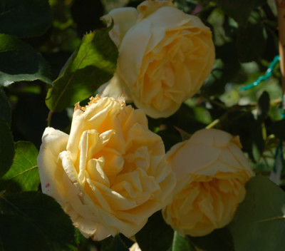 Mme_Trifle__Mlle_Franziska_Kruger_0010___50351.jpg
