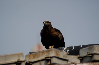Delhi_Platz_Raubvogel_N0865.jpg