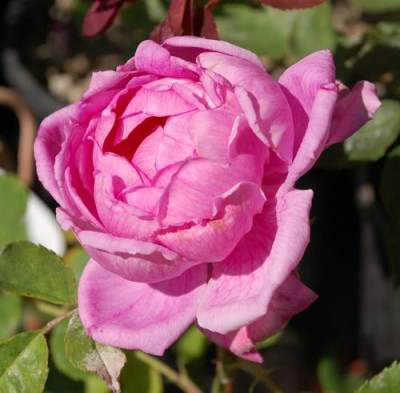 Paeonia_0010___50379.jpg