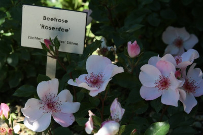 mainau_2.jpg