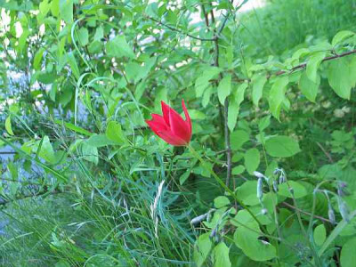wildtulpe-juni-axel1.jpg