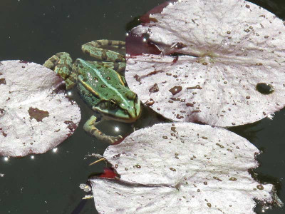froschprinz.jpg