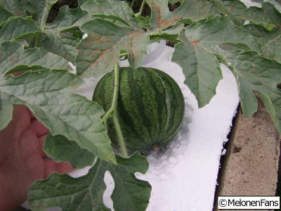 b1_07.jpg