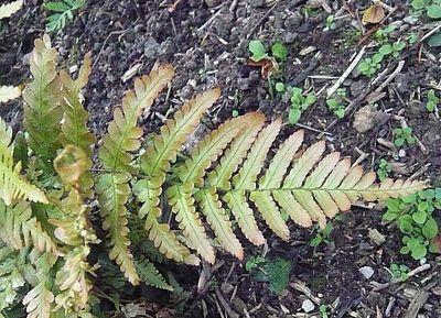 Dryopteris_erythrosora_fars_2009.jpg