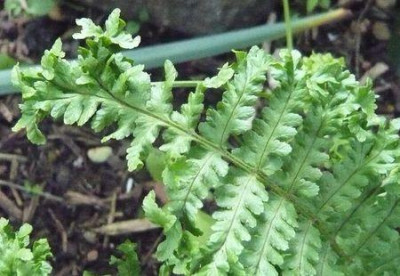 Dryopteris_affinis_Cristata_fars_2009.jpg