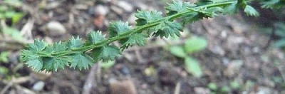 Atyrium_filix-femina_Frizelliae_fars_2009.jpg