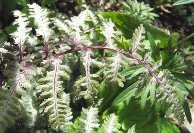 Athyrium_niponicum_Metallicum_fars_2009.jpg