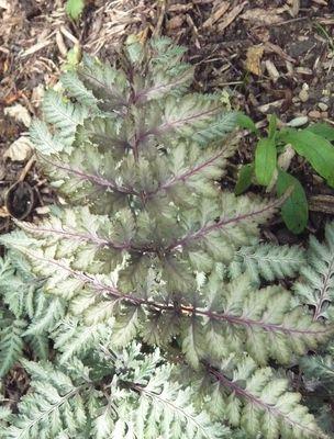 Athyrium_niponicum_Metallicum_2_fars_2009.jpg