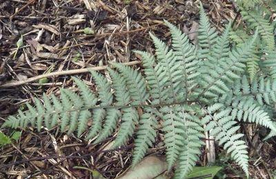 Athyrium_niponicum_Metallicum_3_fars_2009.jpg