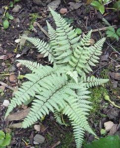 Athyrium_fars_2009.jpg