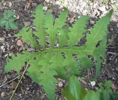 Onoclea_sensibilis_fars_2009.jpg