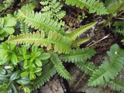 Blechnum_penna-marina_fars_2009.jpg