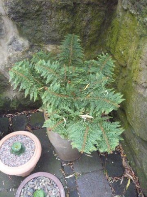 Polystichum_setiferum_Plumosum_Densum_fars_2009.jpg