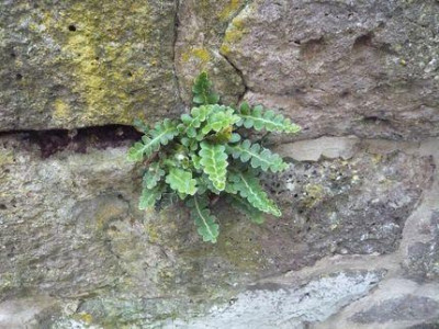 Ceterach_officinarum_fars_2009.jpg