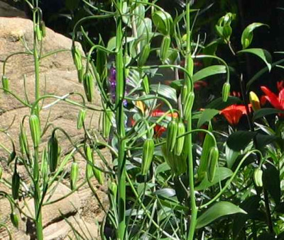 l.cernuum-wei-axel-a.jpg