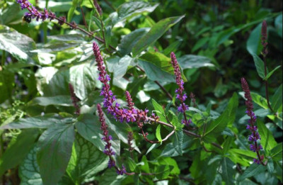 salvia_caradonna.jpg