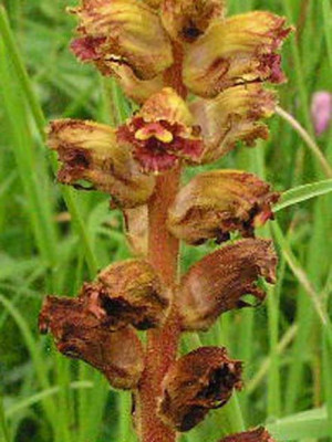 orobanche_ausschnitt.jpg