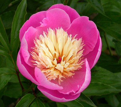 Bowl_of_Beauty_frisch_3.6.09.jpg