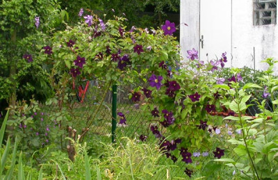 Clematis_Viola_3.6.09.jpg