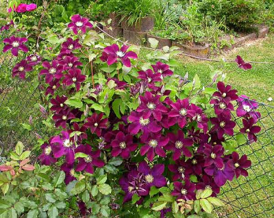 Clematis_Warsaw_Nike_3.6.09.jpg