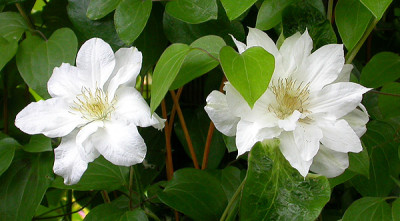 Clematis_Sylvia_Denny_3.6.09.jpg