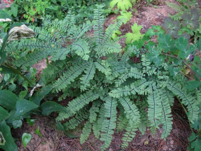 adiantum_pedatum_0280.jpg