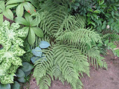 farn_podo_hosta_0283.jpg