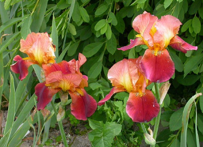 Unbekannte_rotbraune_Iris_von_Andrea_3.6.09.jpg