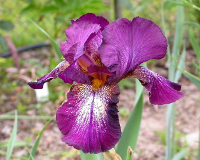 Iris_Attention_Please_3.6.09.jpg