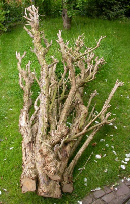 Buddleia_x_wheyeriana_3.6.09.jpg