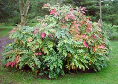 Mahonia1.jpg