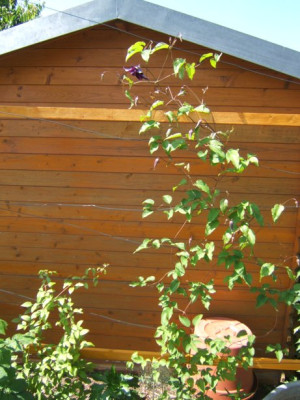 DSCF8053.JPG