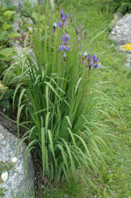 DSC_2580irisganz1.jpg