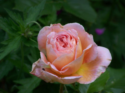 Juni_2009_Abraham_Knospe.jpg