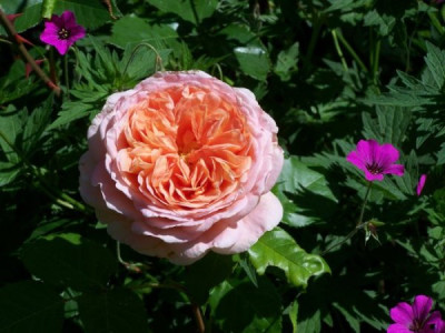 Juni_2009_Abraham_Darby.jpg