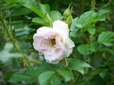 Juni_2009_Ritausma.jpg