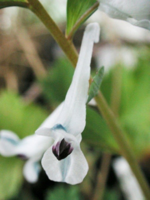 Corydalis_henrikii1.jpg