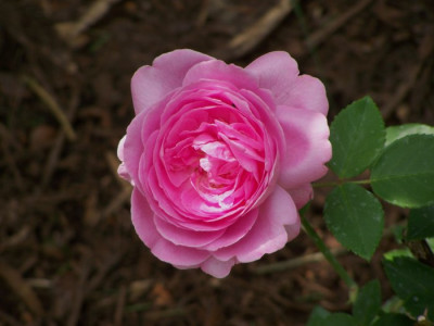 Juni_2009_Louise_Odier.jpg