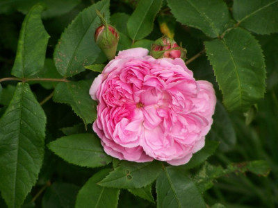 Jacques_Cartier_Blute.jpg