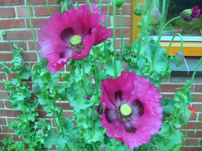 Blumen_die_nun_Bluhen_318.jpg