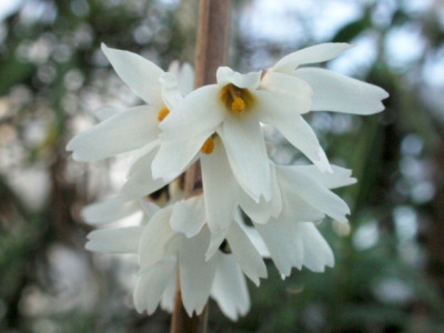 Abeliophyllum_distichum1.jpg